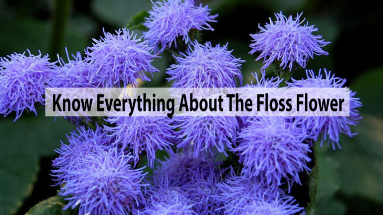 Know Everything About Gardening The Floss Flower