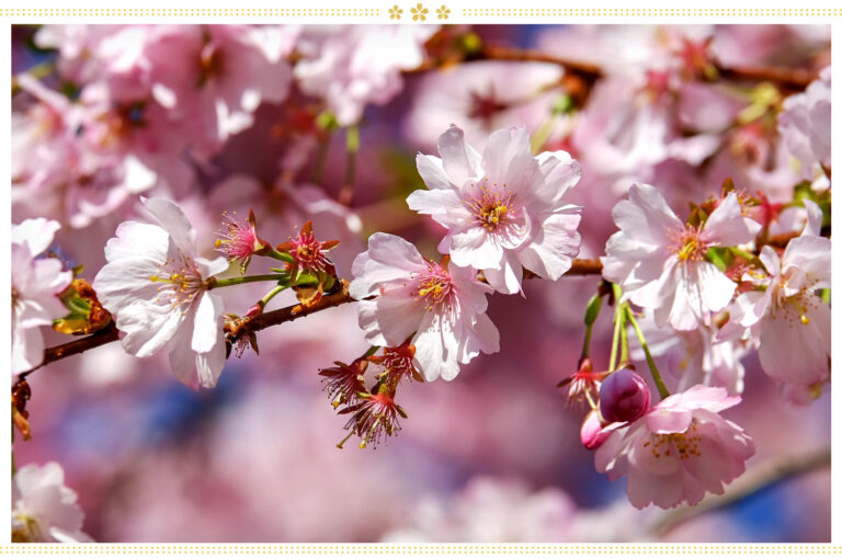 The role of flowers in Japanese culture